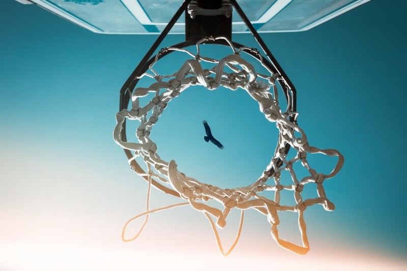 birds, basketball, photography, hd