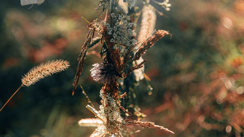 wreath, flowers, spikelets, light, glare, 4k
