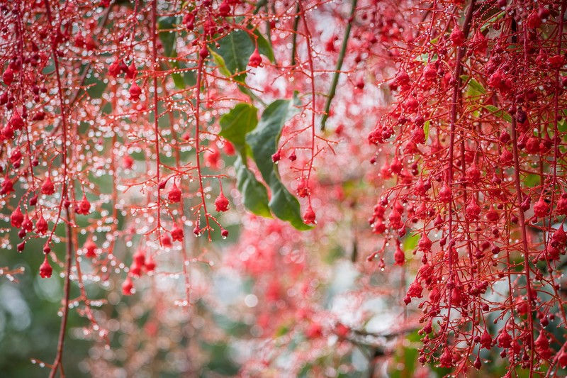 blossom, nature, hd