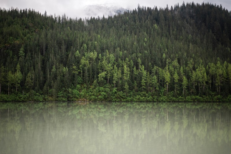 trees, water, nature, clouds, hd, 4k, 5k