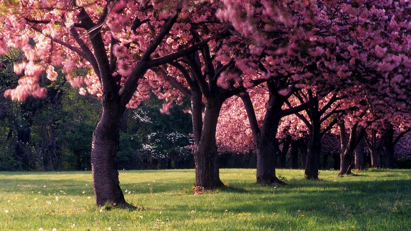 flowers, spring, nature, hd, trees