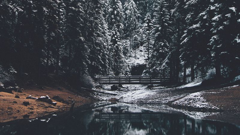 forest, river, bridge, pines, snow, landscape, 4k