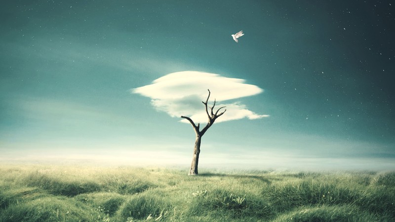 artist, photoshop, manipulation, tree, clouds, hd