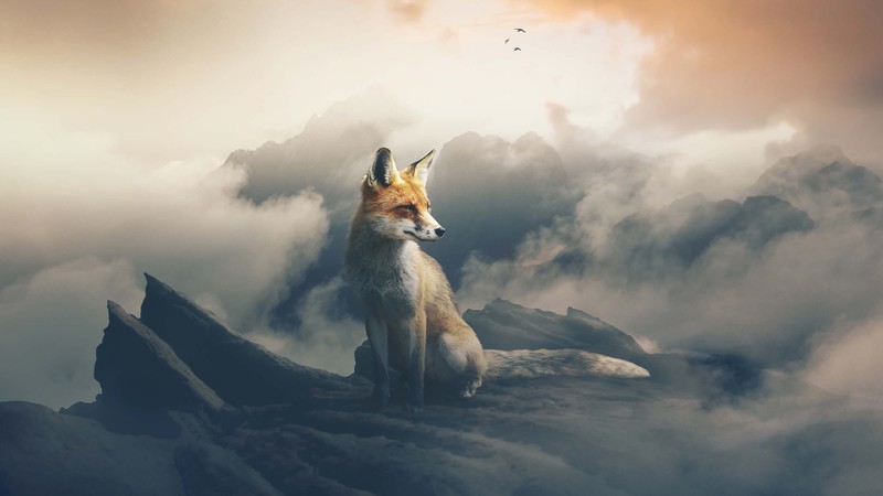 fox, animals, artist, photoshop, manipulation, hd