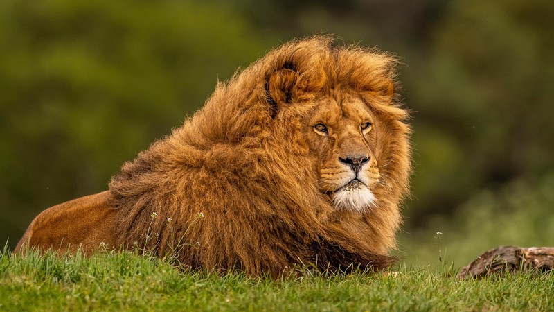 lion, animals, hd