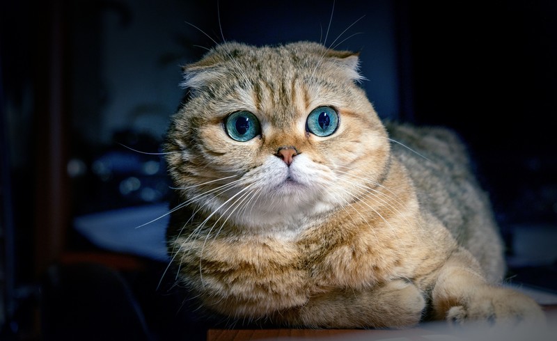 cat, animals, hd, 4k