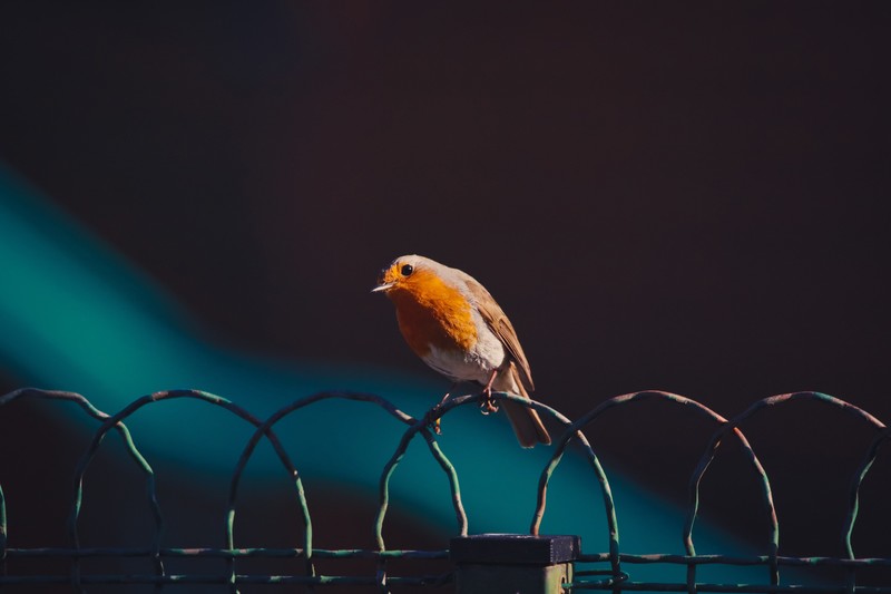 birds, hd, 4k, 5k