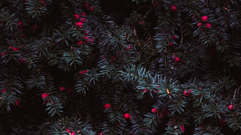 needles, berries, red, plant, 4k