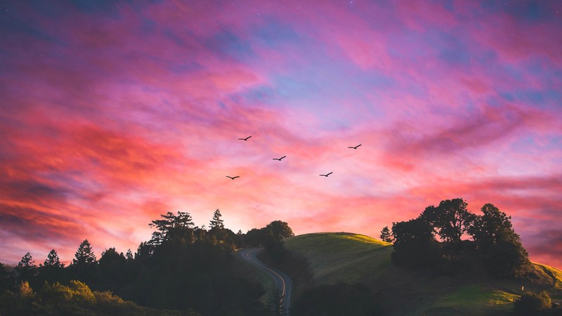 nature, hd, photography, birds, sunset, evening, sunrise, morning