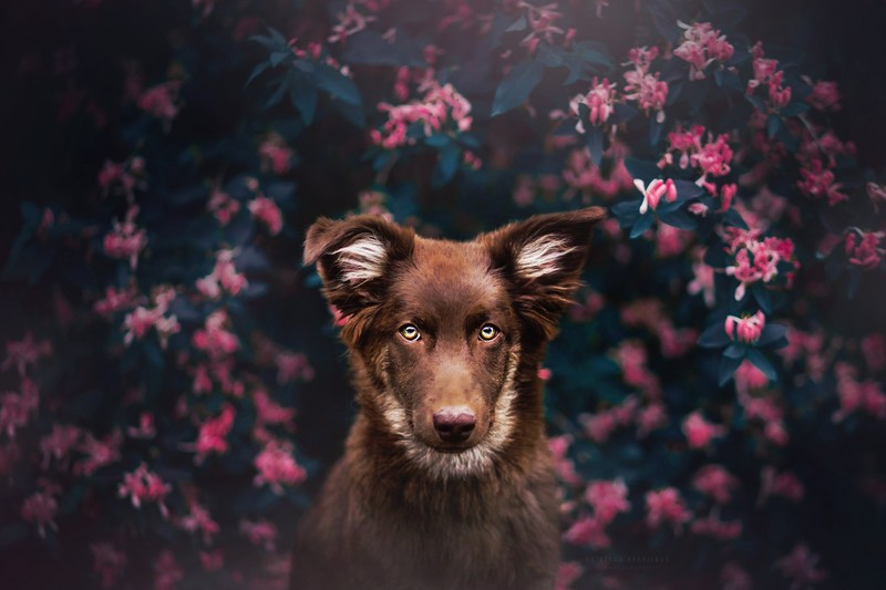 dog, animals, hd