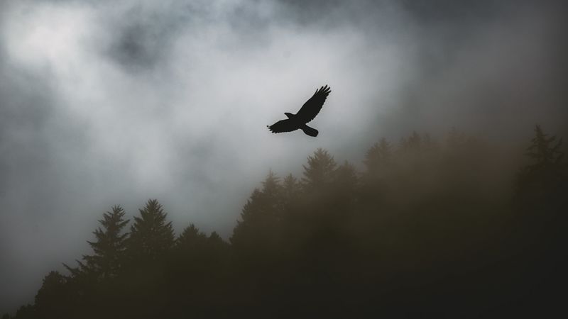 bird, raven, fog, trees, dark, 4k