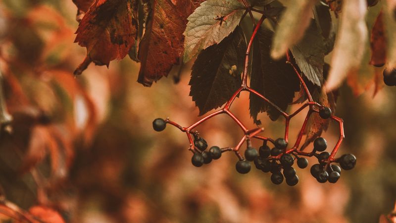 berries, bunches, leaves, plant, 4k
