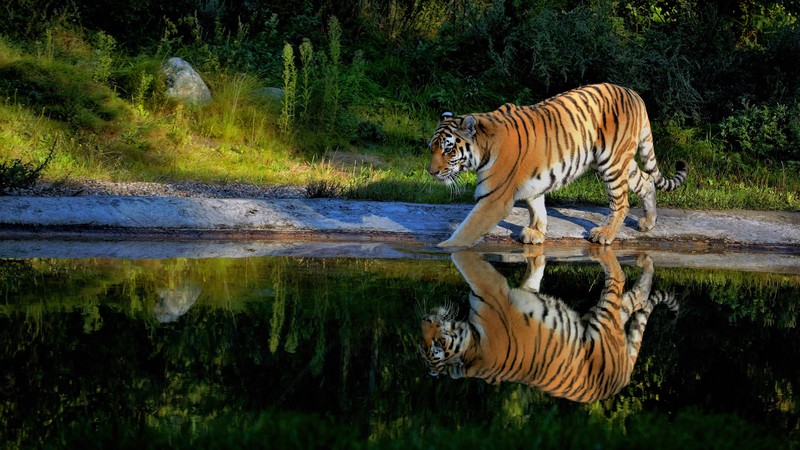 tiger, animals, hd, 4k, reflection