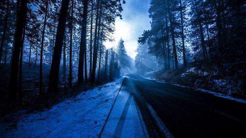 forest, snow, nature, hd, 4k, 5k, evening