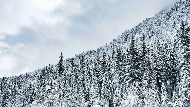 forest, trees, snow, snowy, winter, 4k