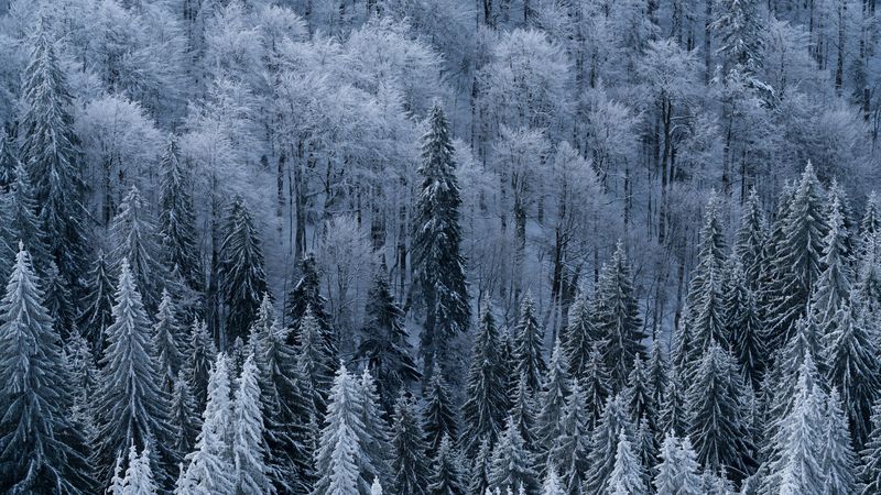 forest, trees, aerial view, snowy, frost, winter, 4k
