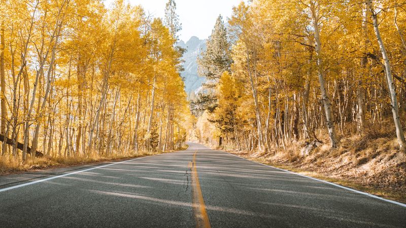 road, trees, autumn, asphalt, landscape, 4k