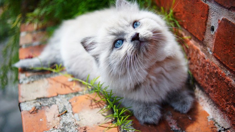 cat, animals, hd, 4k, 5k