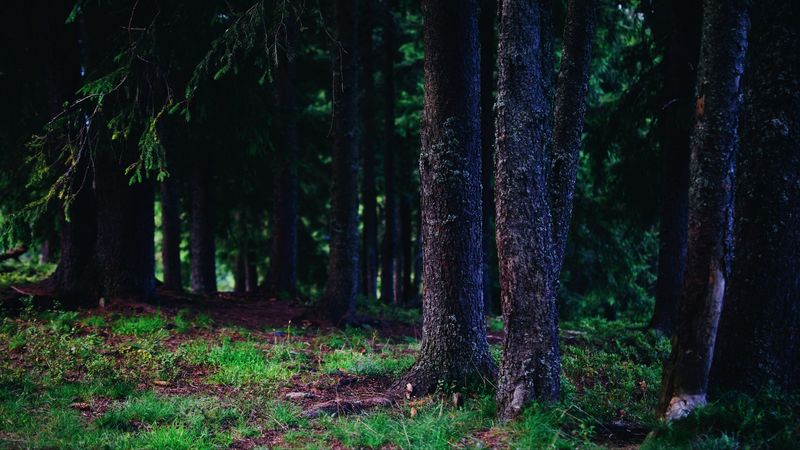 trees, trunks, forest, nature, 4k