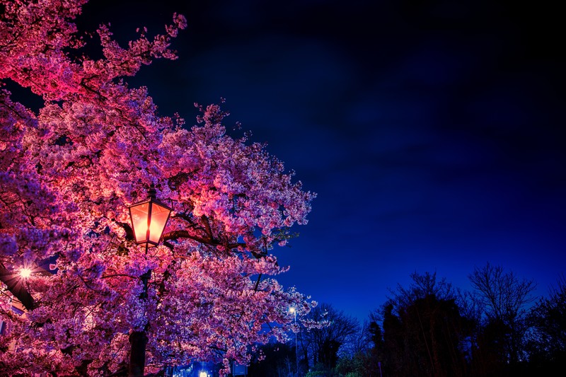 blossom, nature, hd, 4k, 5k, 8k, flowers