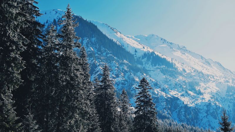 mountains, trees, pines, slopes, snowy, 4k