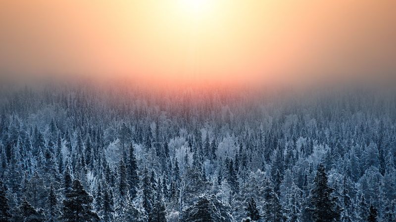 forest, sunset, haze, snow, winter, landscape, 4k