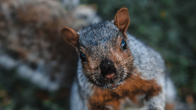 squirrel, funny, brown, animal, 4k