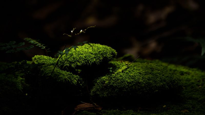 moss, stones, macro, green, dark, 4k