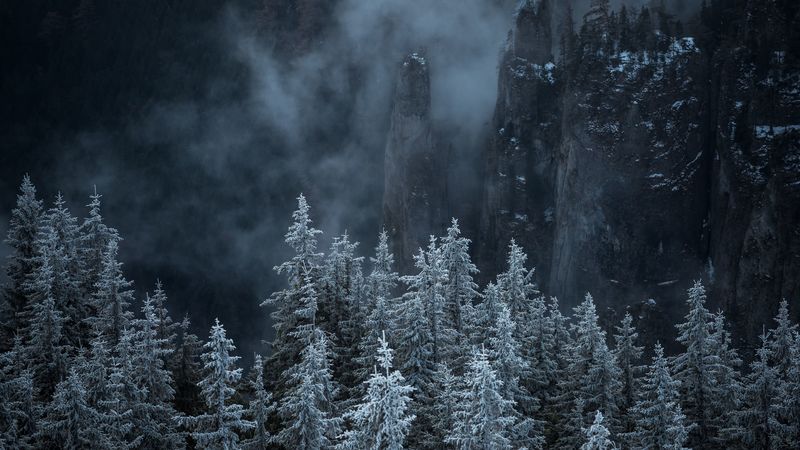 trees, rocks, fog, pines, landscape, 4k