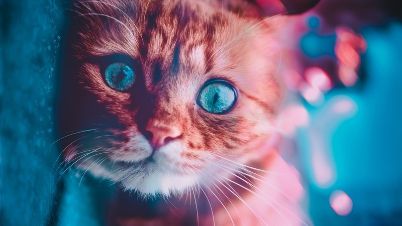 cat, animals, hd