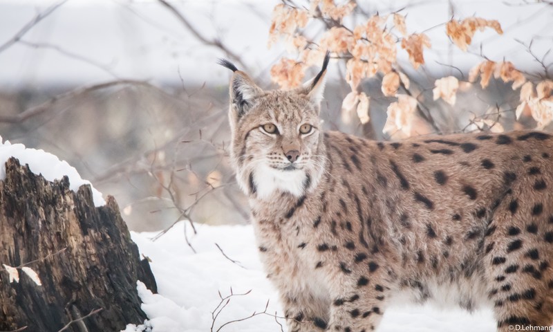 lynx, animals, hd, 4k, 5k