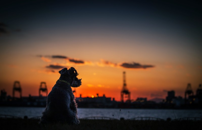 dog, animals, silhouette, hd, 4k