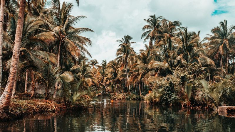 river, palm trees, tropics, nature, landscape, 4k