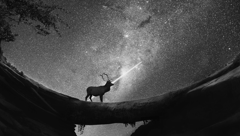 reindeer, monochrome, black and white, animals, artist, artwork, digital art, hd, deviantart