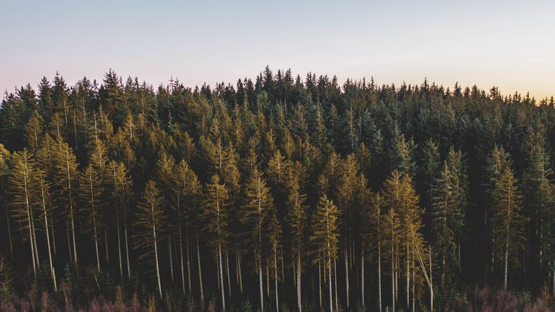 forest, coniferous, trees, pines, nature, 4k