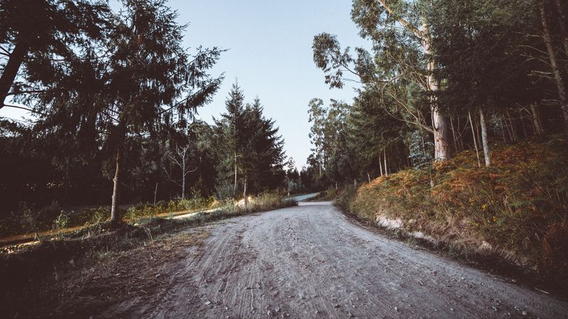 road, winding, trees, nature, 4k