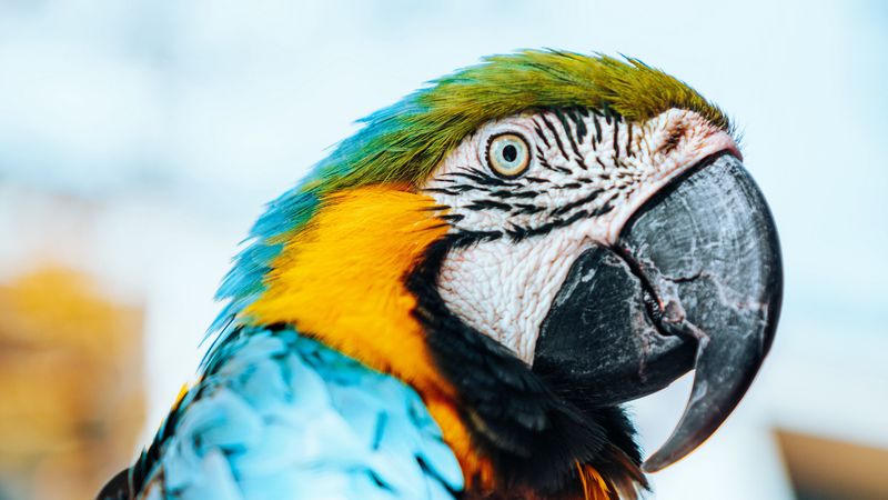 macaw, parrot, bird, colorful, feathers, 4k