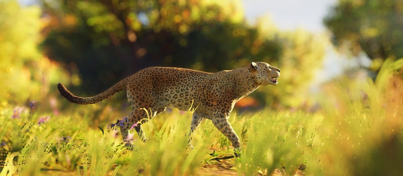 leopard, animals, hd, 4k