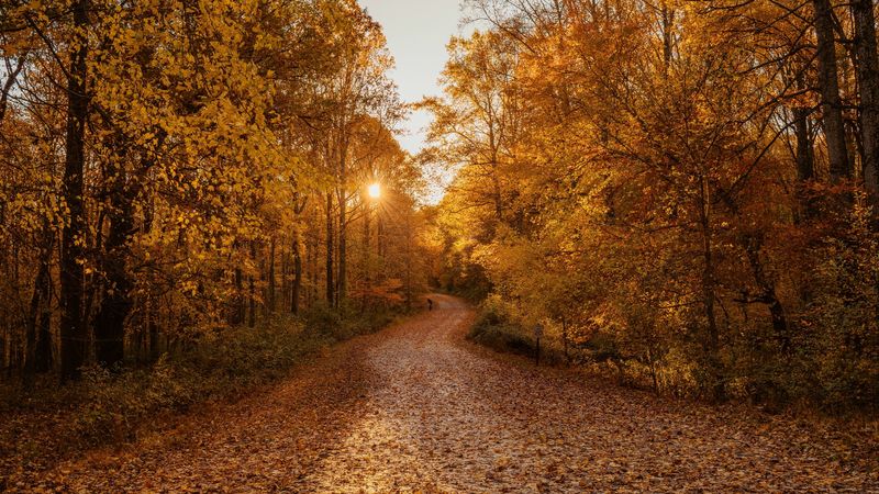 forest, road, autumn, trees, landscape, 4k