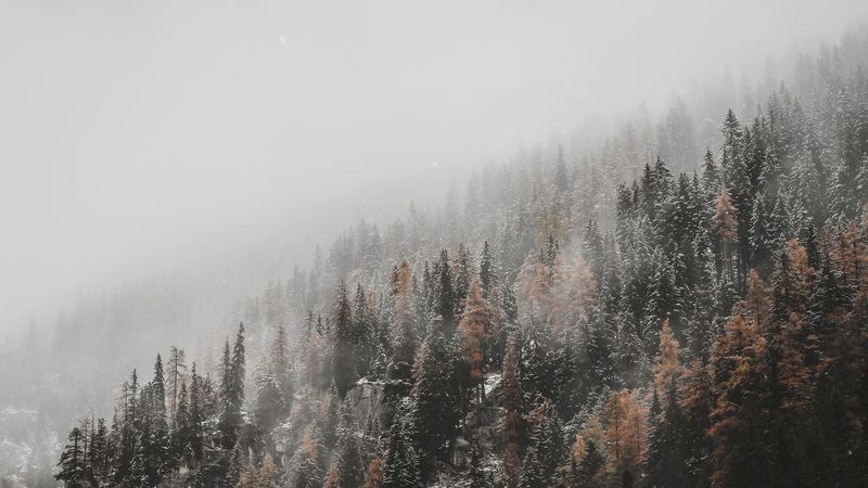 forest, trees, conifer, snowfall, snow, slope, 4k