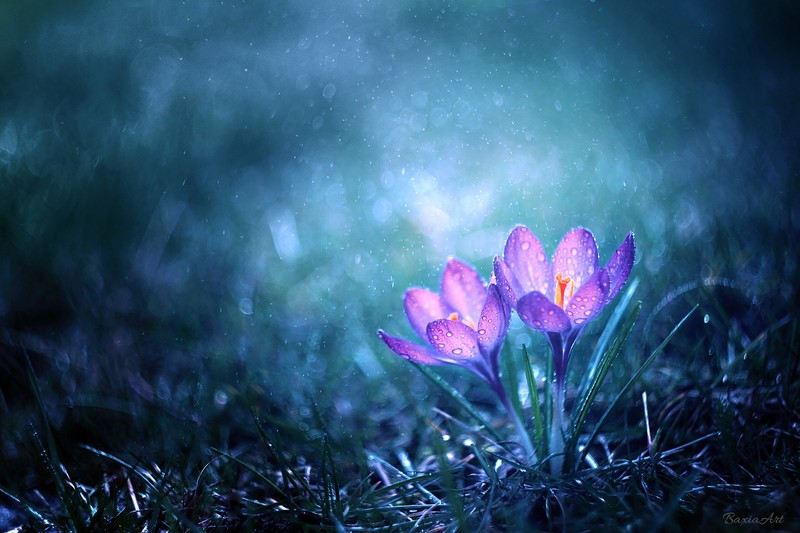 flower, photography, nature, hd, deviantart