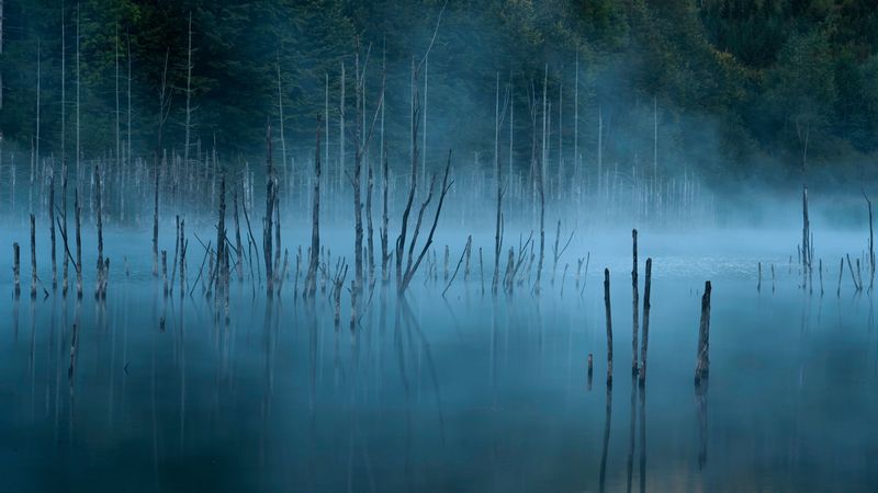 lake, trees, fog, water, 4k