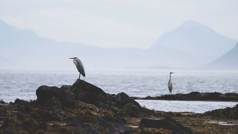heron, bird, stones, coast, water, 4k