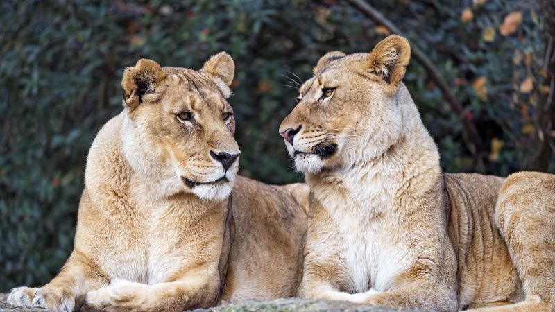 lioness, big cat, predator, profile, 4k