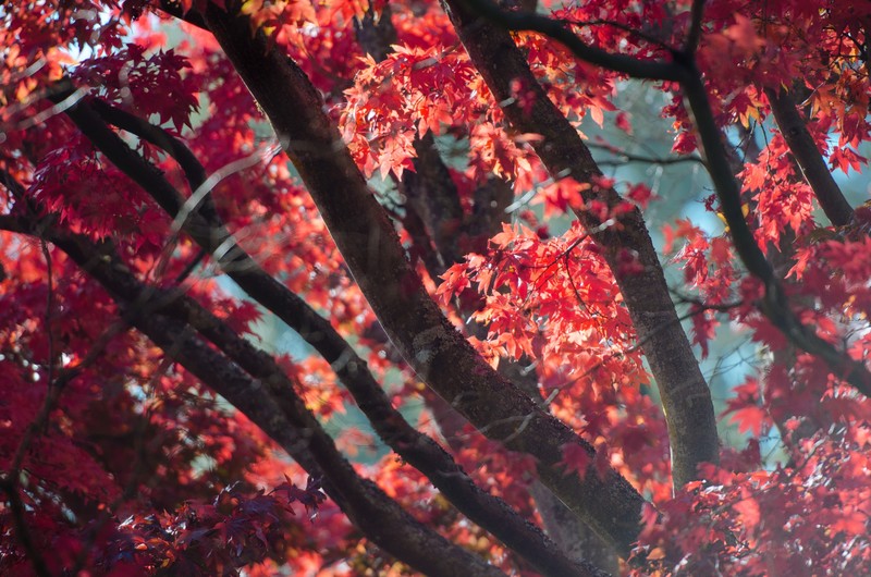 autumn, trees, nature, hd, 4k, 5k