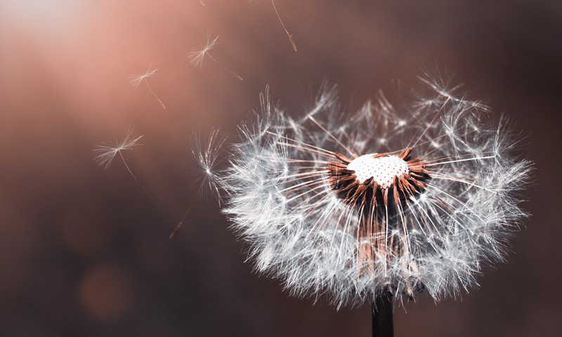 dandelion, plant, flowers, nature, hd, macro, 4k, 5k