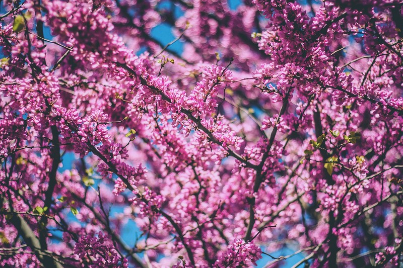 trees, pink, nature, hd, 4k