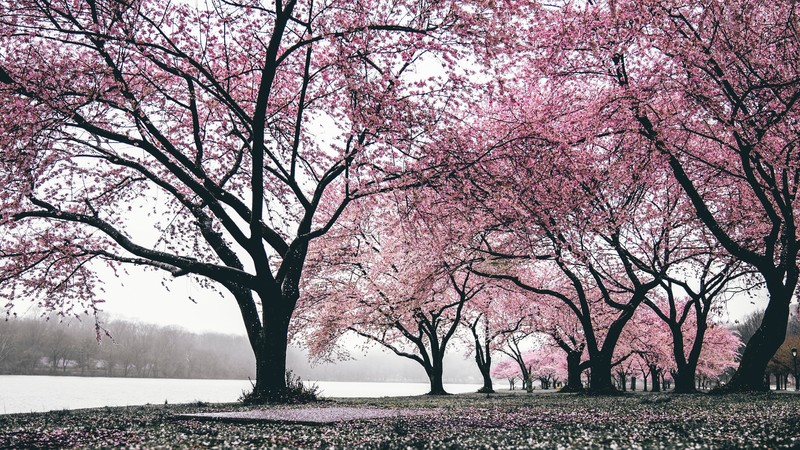 cherry, trees, nature, hd, 4k
