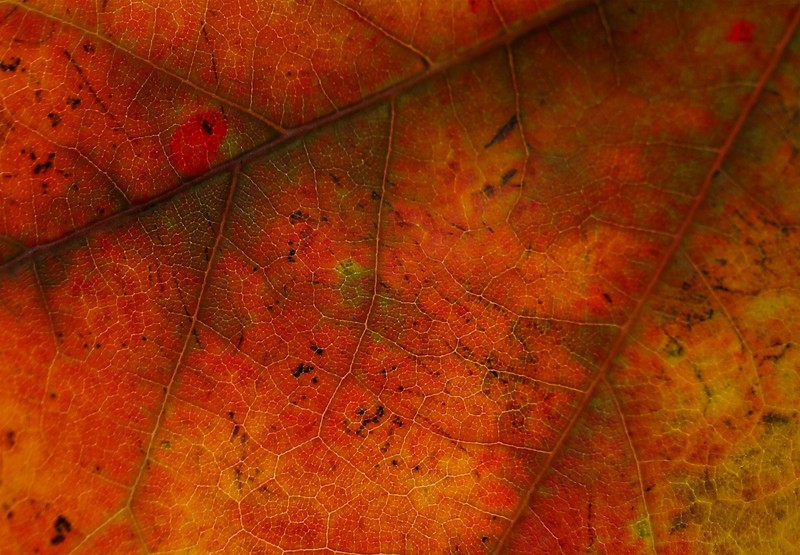 autumn, photography, hd, 4k, 5k