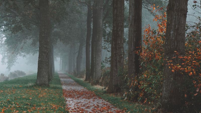 trees, path, fog, autumn, park, landscape, 4k